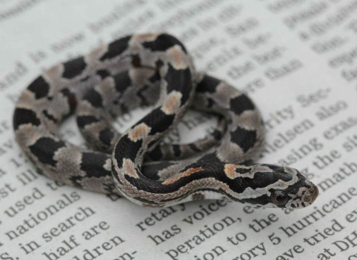 Alabama Corn Snake